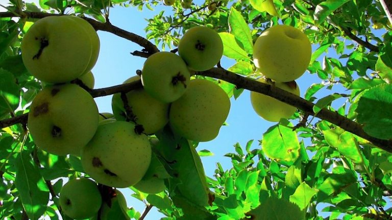 Idén kereten felül igényeltek agrárbiztosítási díjtámogatást