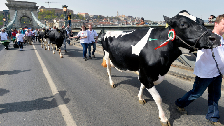 Uniós forrásbevonást sürget az agrártárca a tejpiaci válság kezelésére